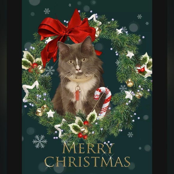 Meet your Posher, Kris - Picture 4 of 4